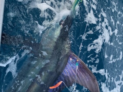 Ange 1st Tag & Release