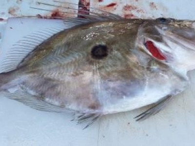 2019-2020 Shelley's 1.91kg John Dory